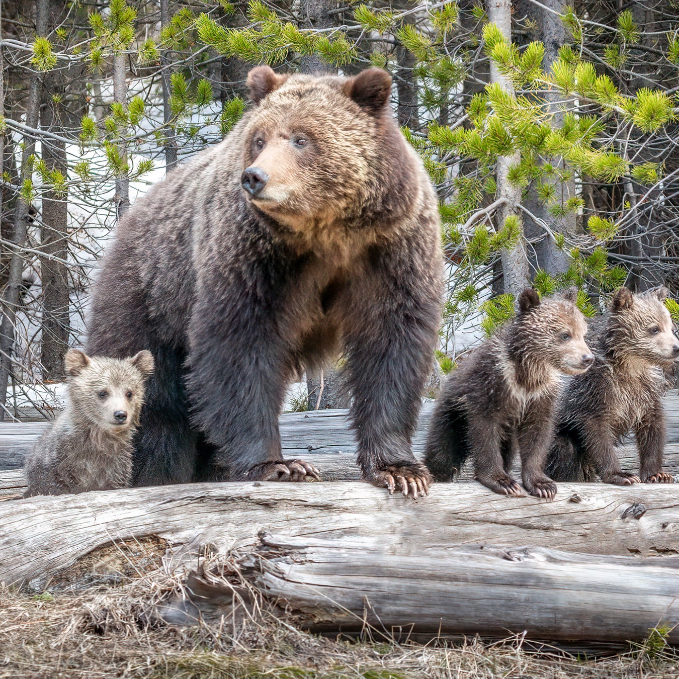 Hunters report concerning uptick in grizzly bear sightings: 'Something  pretty big is going on and we don't know why