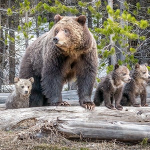 Grizzly Bear Charges At Guided Alaskan Tour in Harrowing Video - Men's  Journal