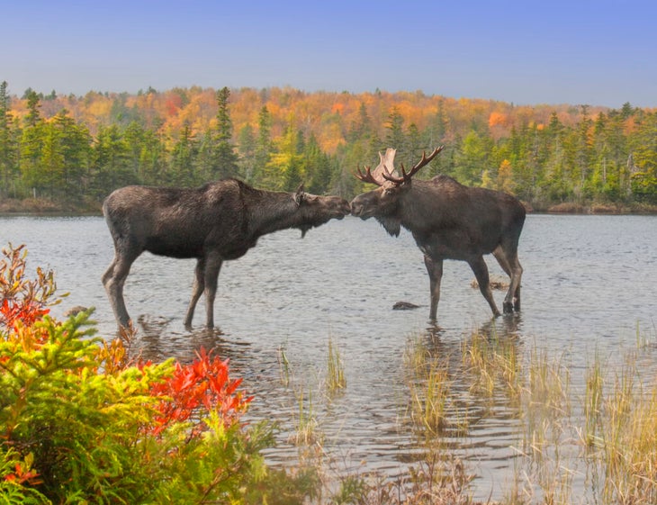 Two moose “kiss“ in a lake, with a background and foreground of fall foliage