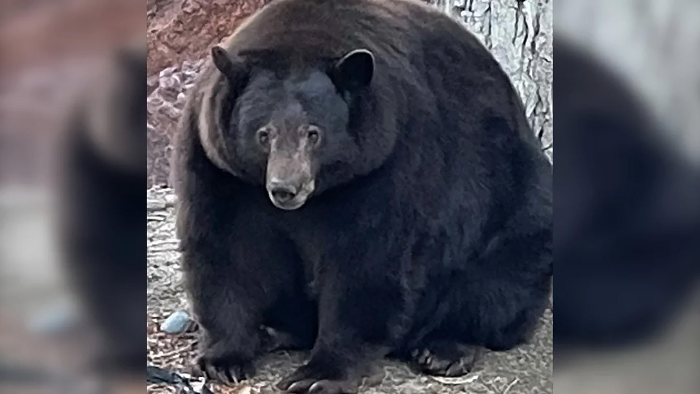 A fat bear named Hank the Tank