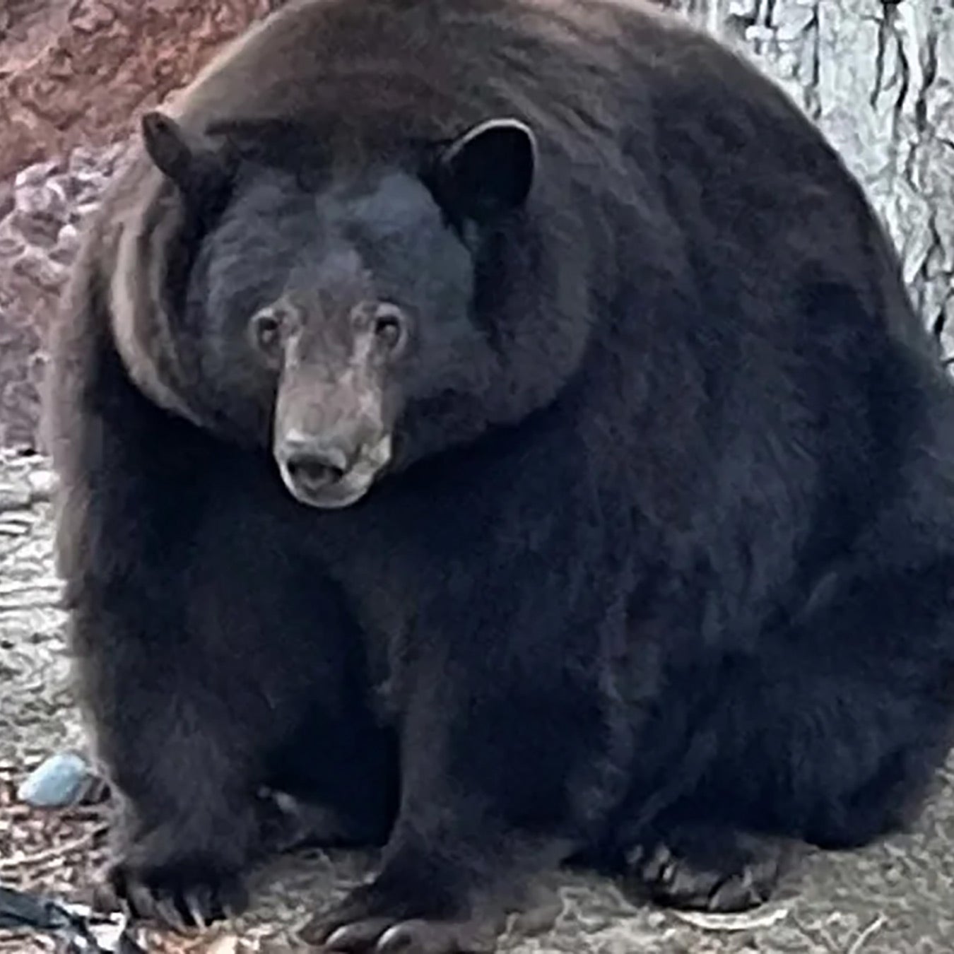 A fat bear named Hank the Tank