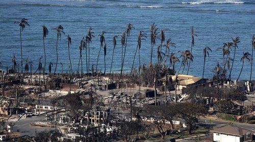 An aerial view of the town of lahaina, with burned homes and buildings and charred palm trees. The ocean is in the background.