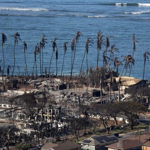 An aerial view of the town of lahaina, with burned homes and buildings and charred palm trees. The ocean is in the background.
