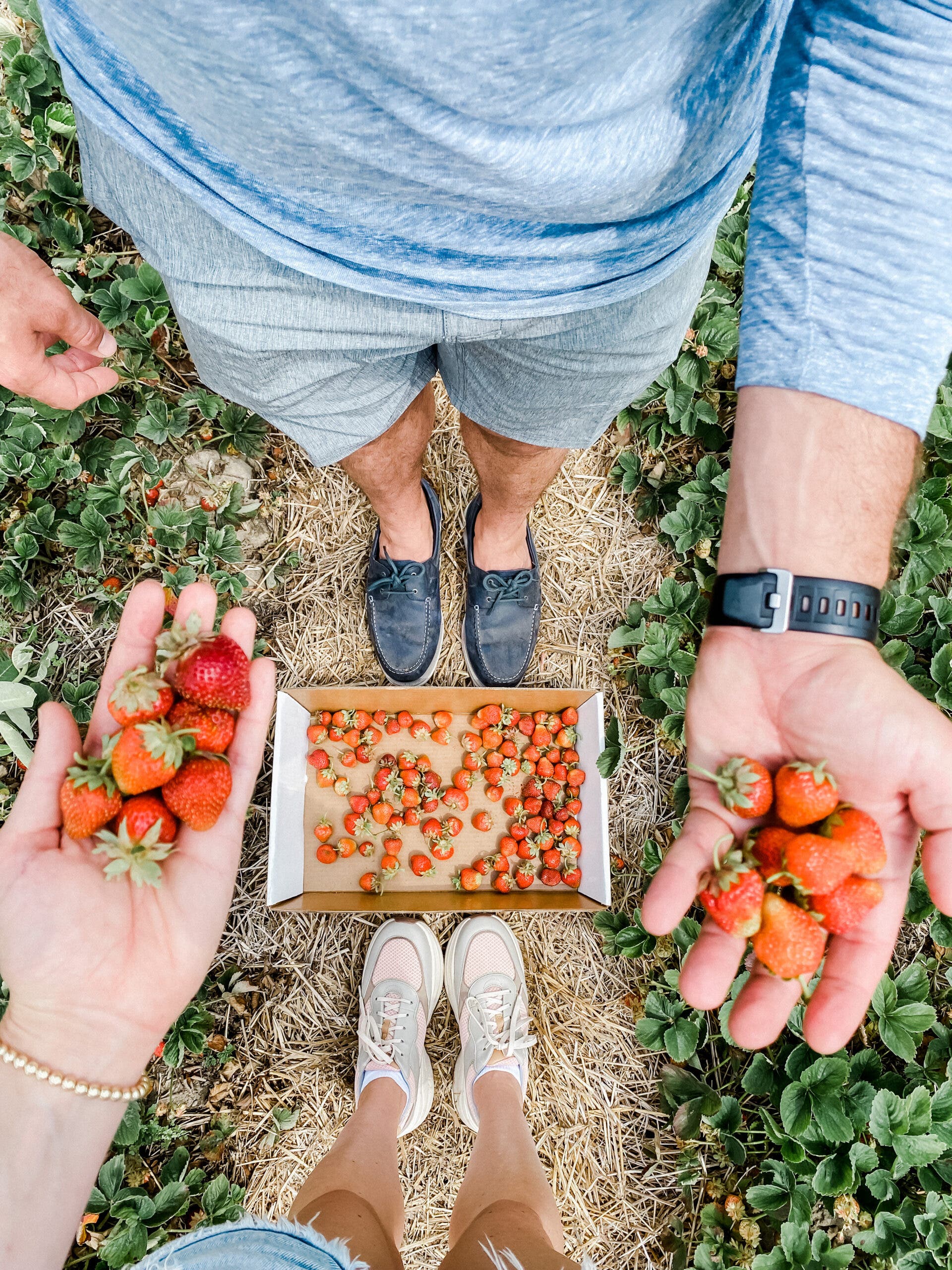 Handpicking strawberries at a local farm.