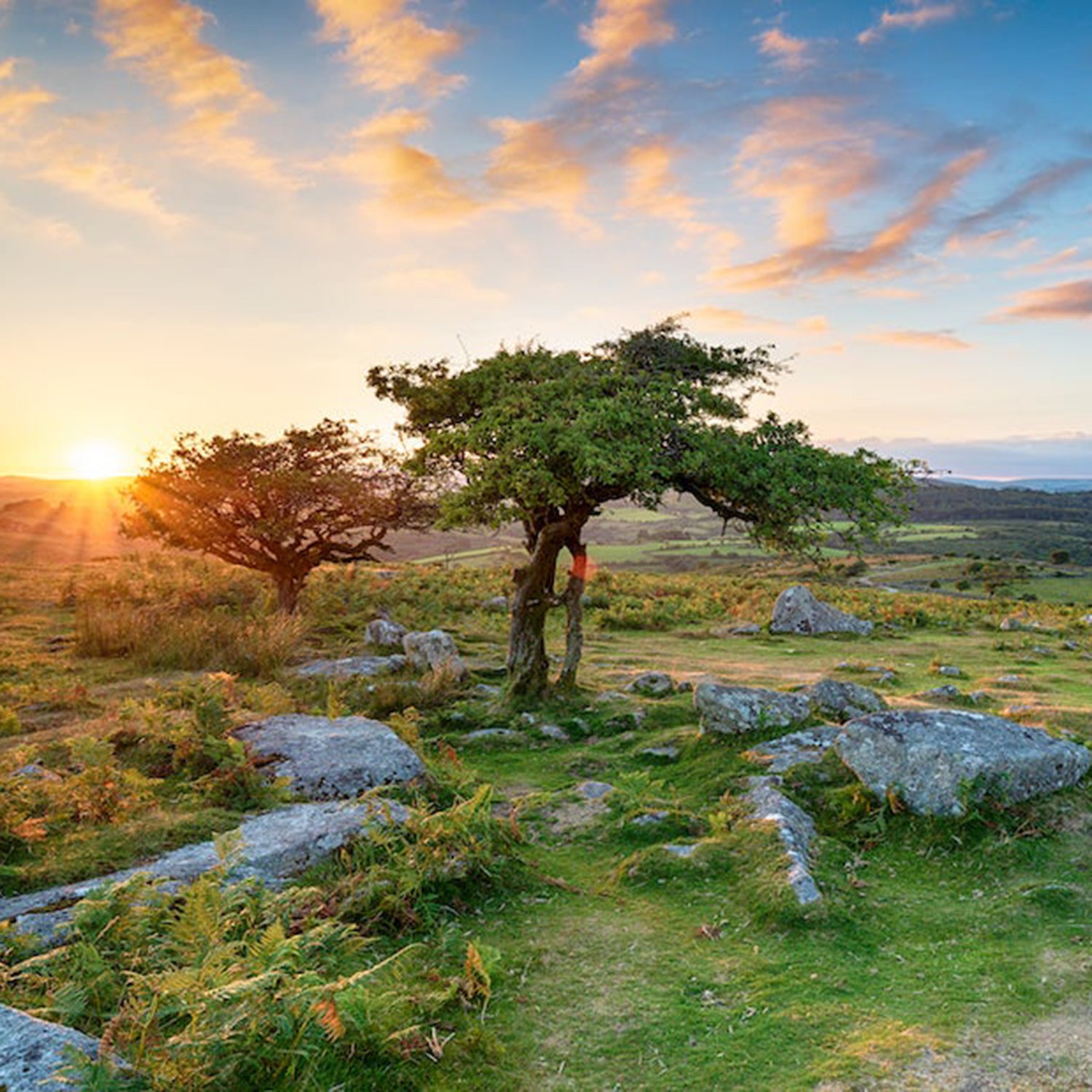 Weathered Hawthorn trees at Combestone Tor on Dartmoor National Park in Devon