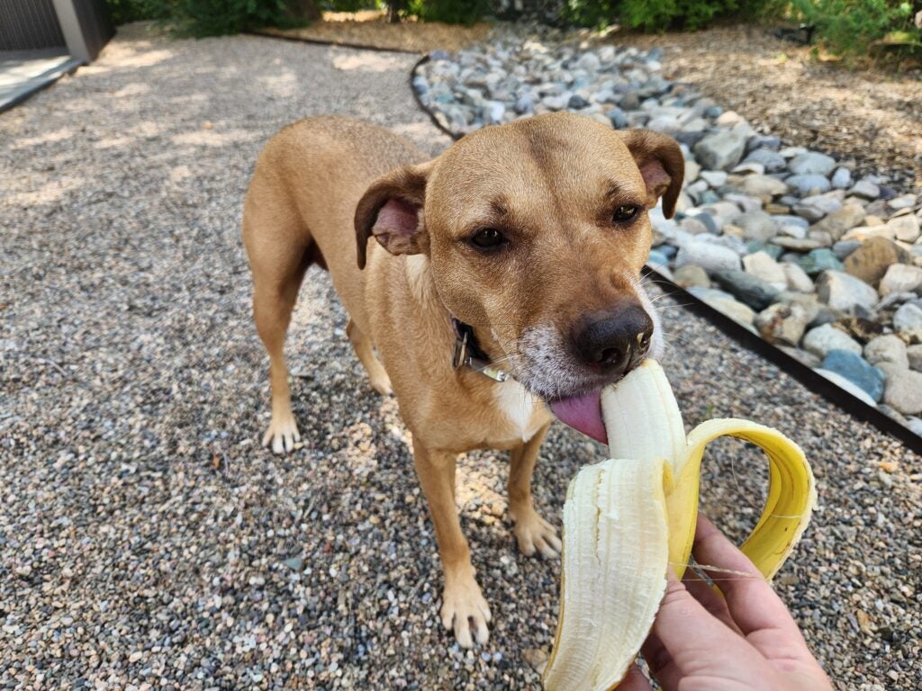 Dog shop with banana