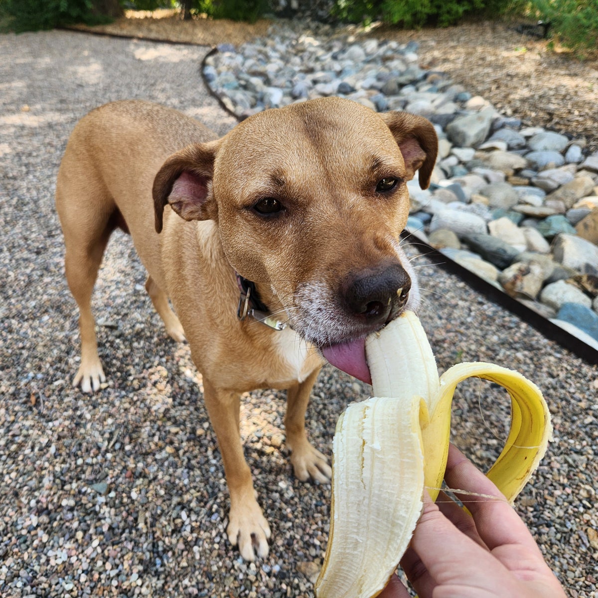 Can dogs clearance have people food