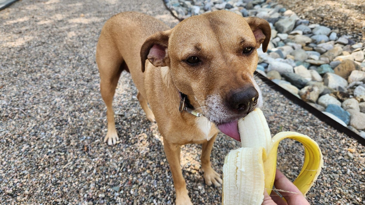 Can Dogs Eat Bananas (and Other Human Snacks?)