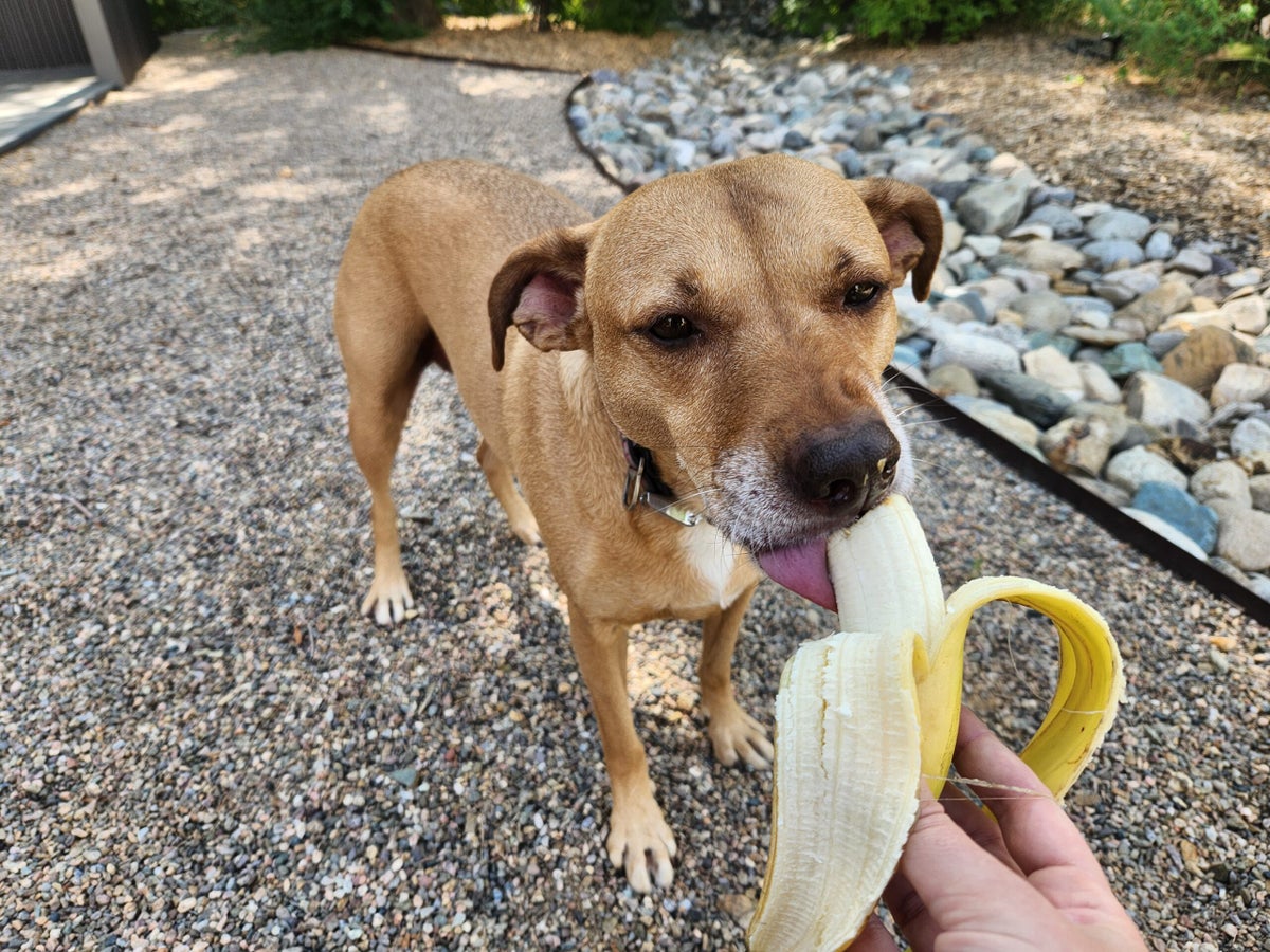 Can Dogs Eat Bananas? Human Foods That Dogs Can—and Can't—Safely Eat