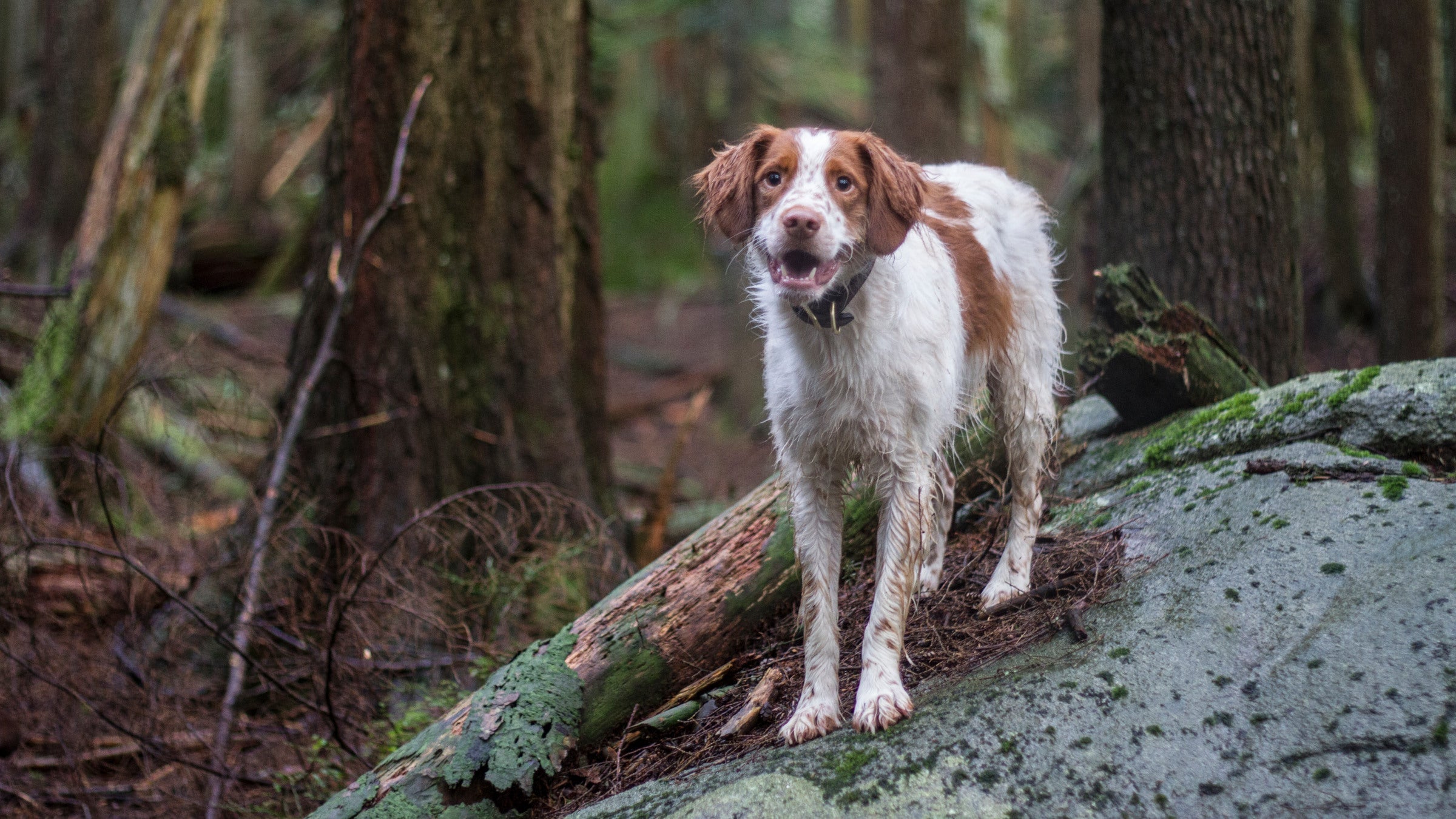 dog hiking off leash