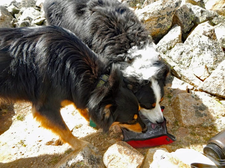 Two dogs sharing water on a hike