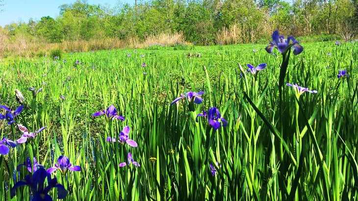 Bayou Sauvage