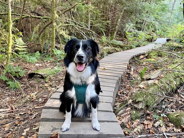 dog on hiking path