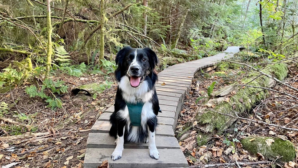 Getting a Dog Taught Me to Love the Outdoors All Over Again