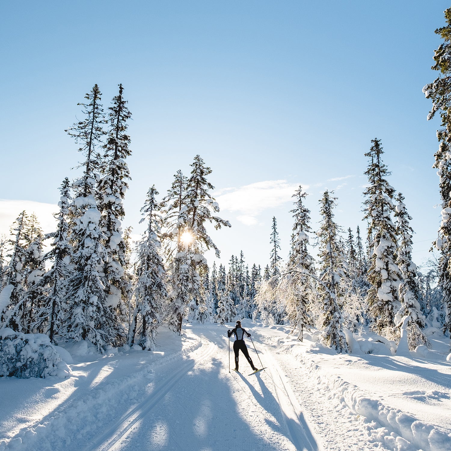 Brian's bicycles & 2024 cross country skis