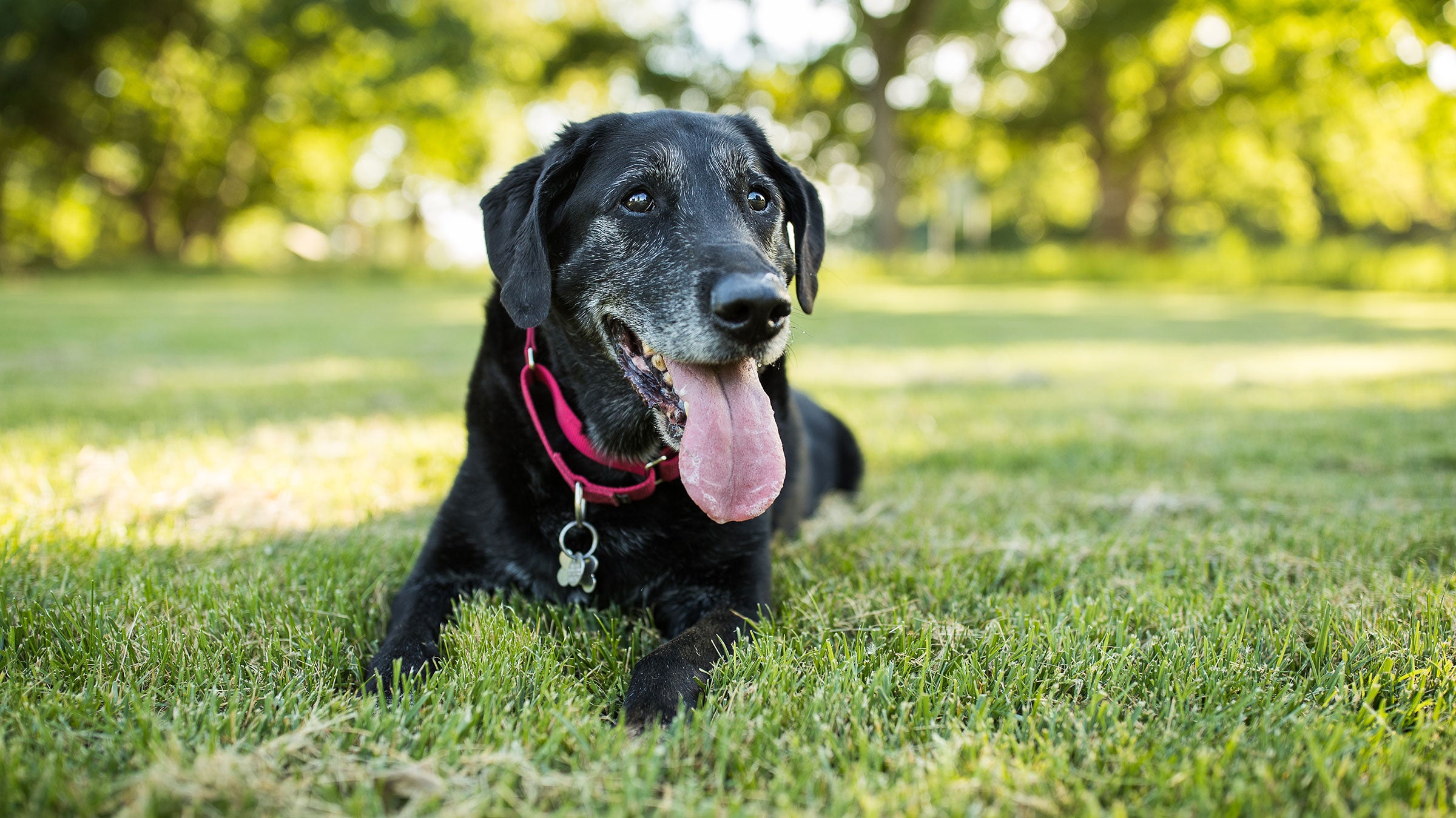 a black labrador retriever with graying fur