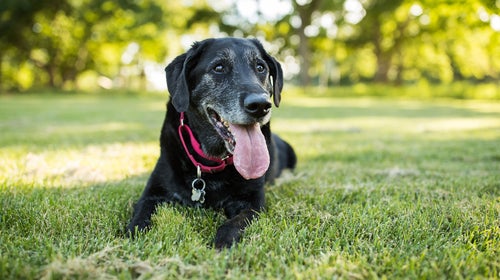 a black labrador retriever with graying fur