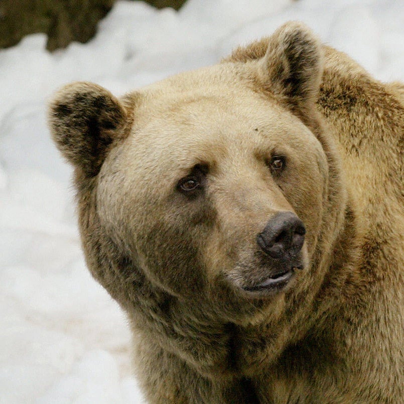 Can't bear 'em: how GPS is helping to track drop bears