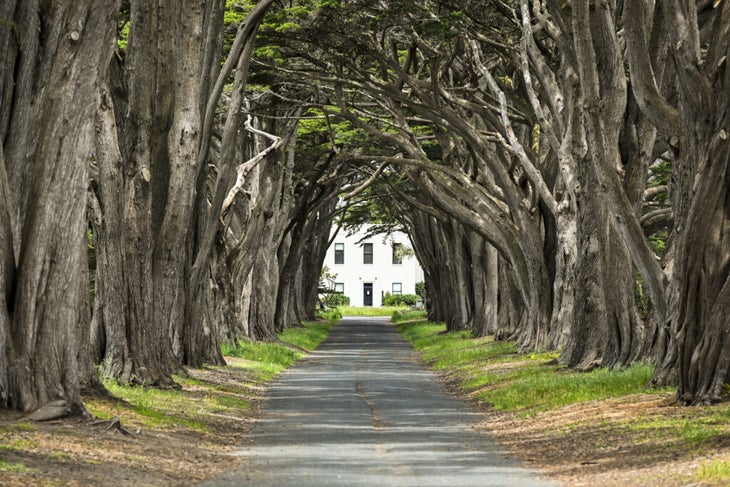 The cypress tunnel and the white maritime radio-receiving station at its terminus