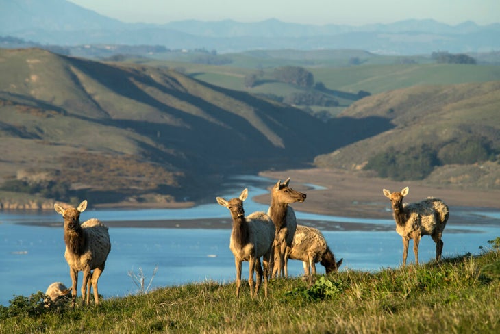 A handful of tule elk with the waters of Tamales Bay and the green hills of mainland California behind them