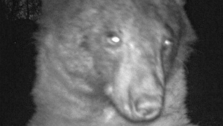 A bear poses for photos in front of a wildlife camera