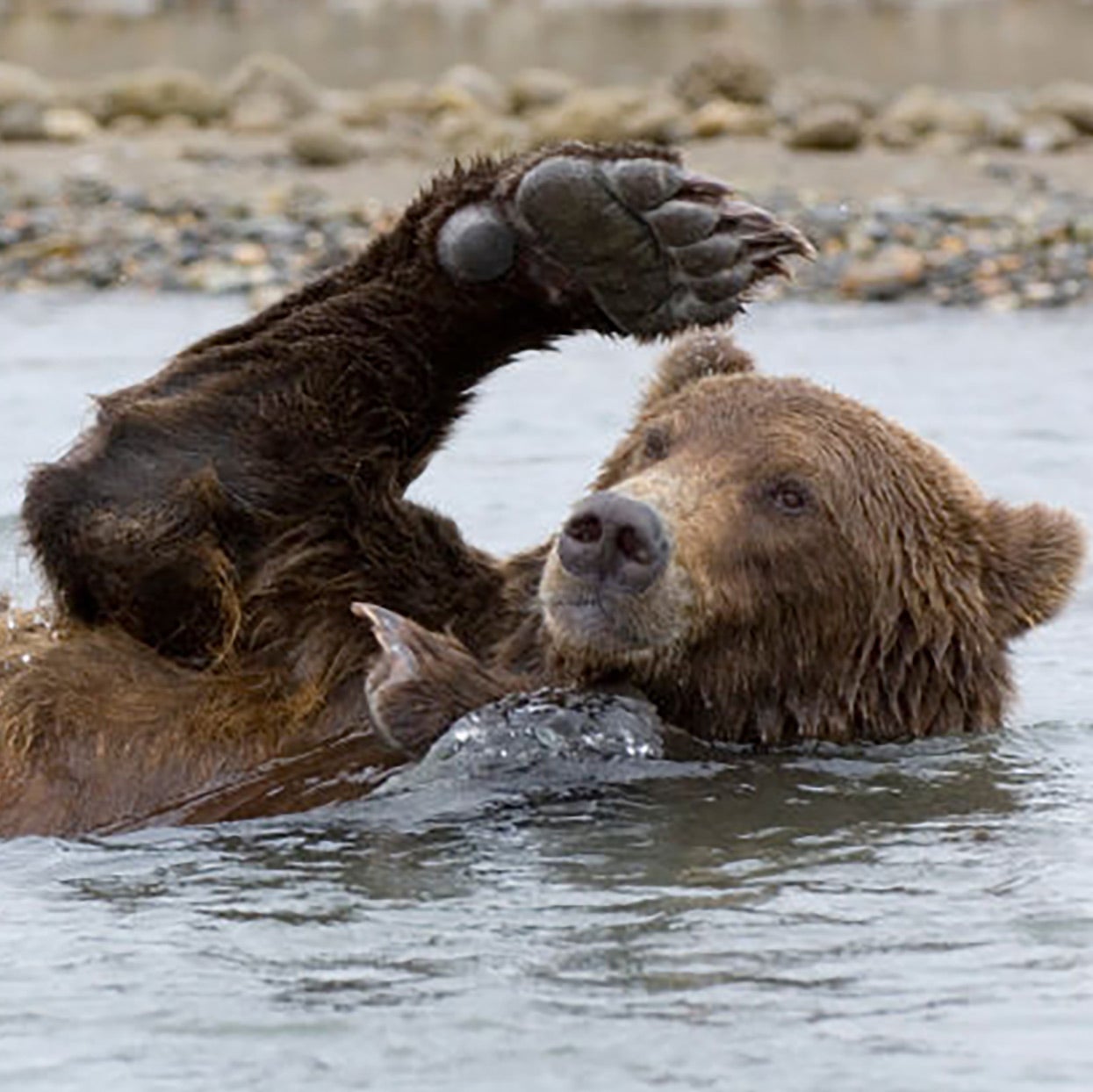 Grizzly Kitchen Towel - Grizzly bear conservation and protection