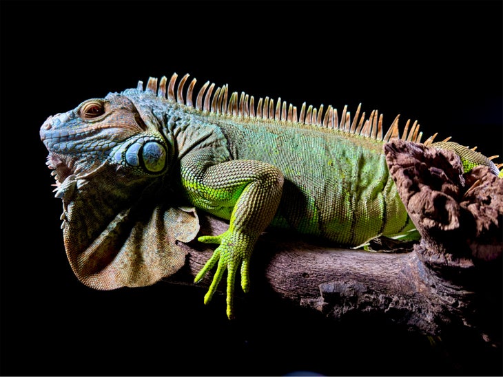 A high-resolution image of an iguana taken on an iPhone 15