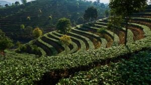 Tea forests in Pu'er China