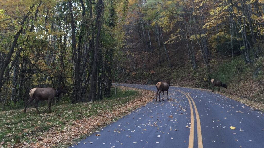 Three elk wander cross a national-park road strewn with fallen leaves
