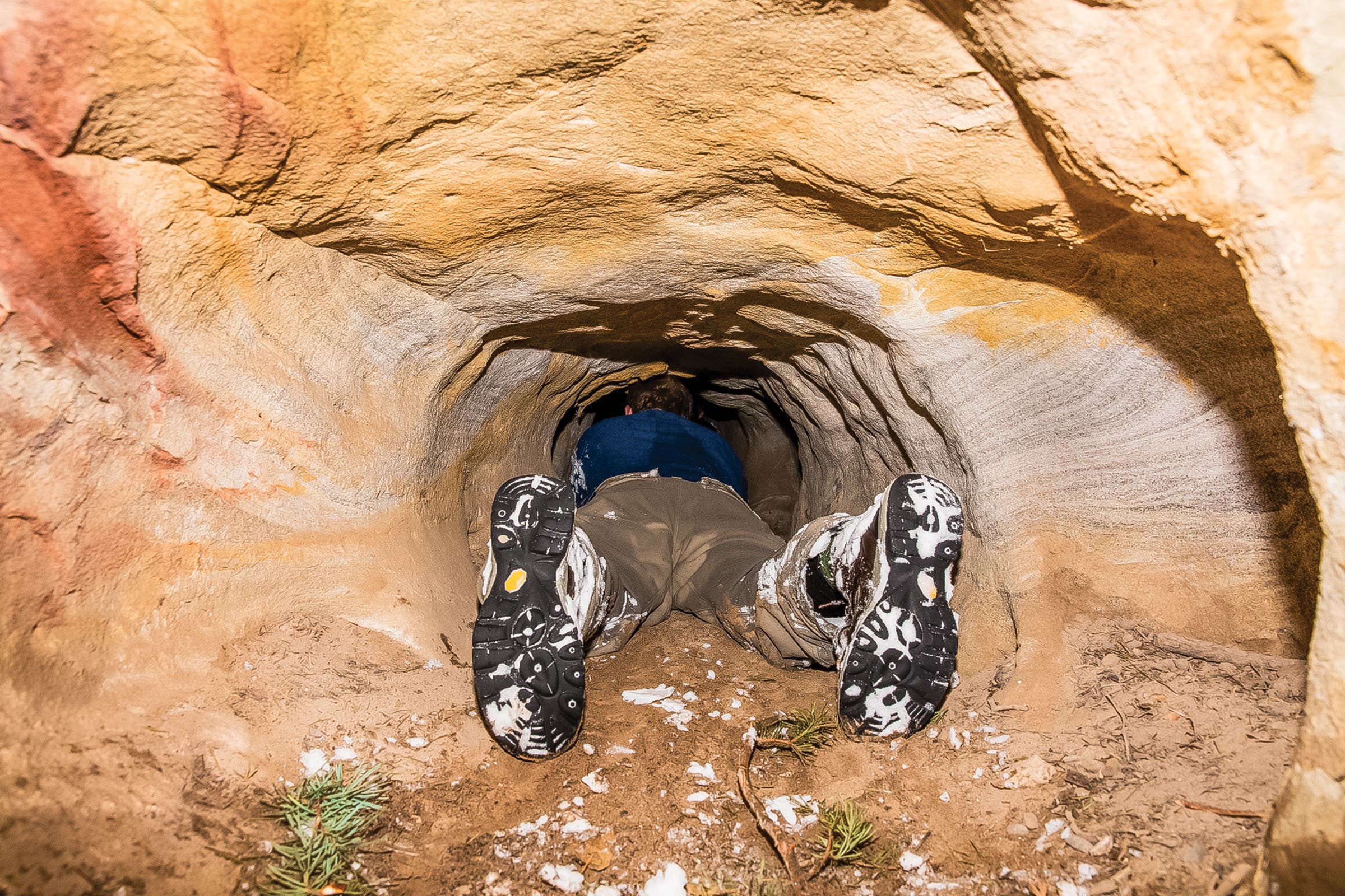 Image of person trying to put a collar on a bear