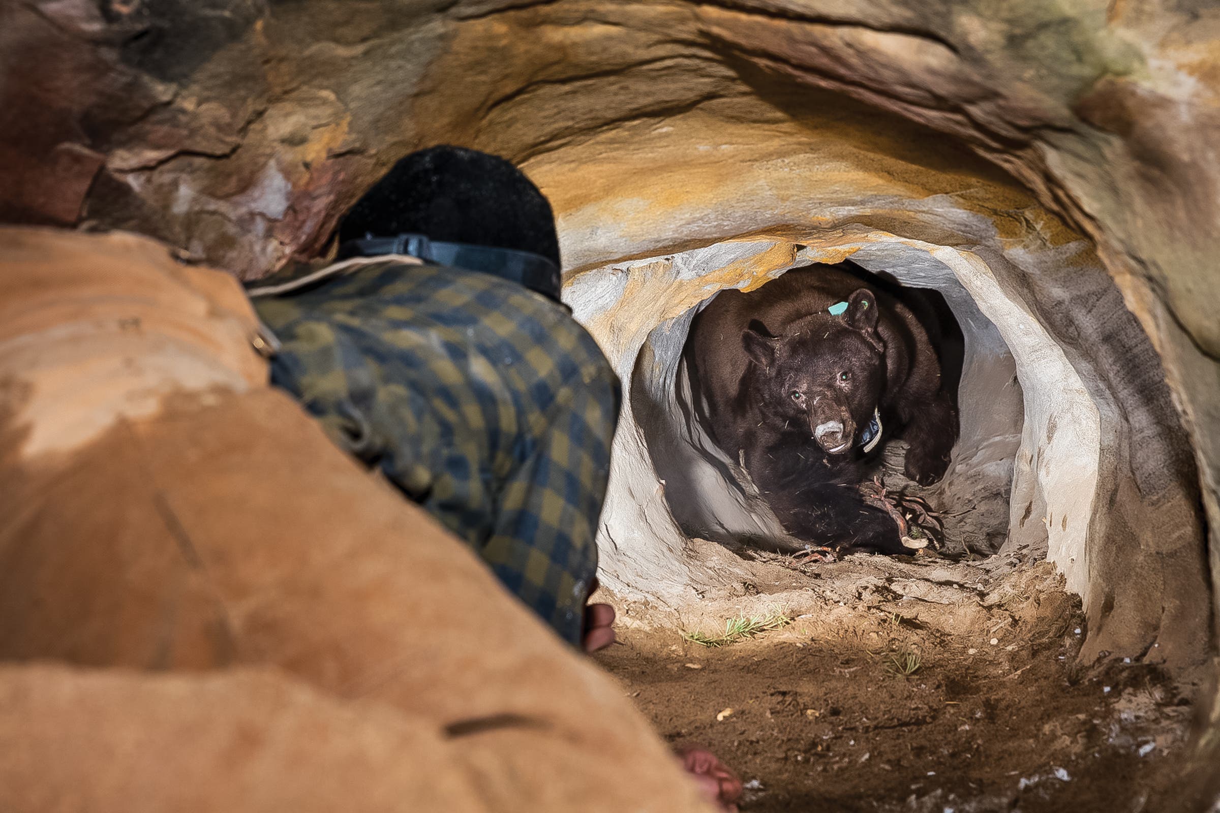 Image of person trying to put a collar on a bear
