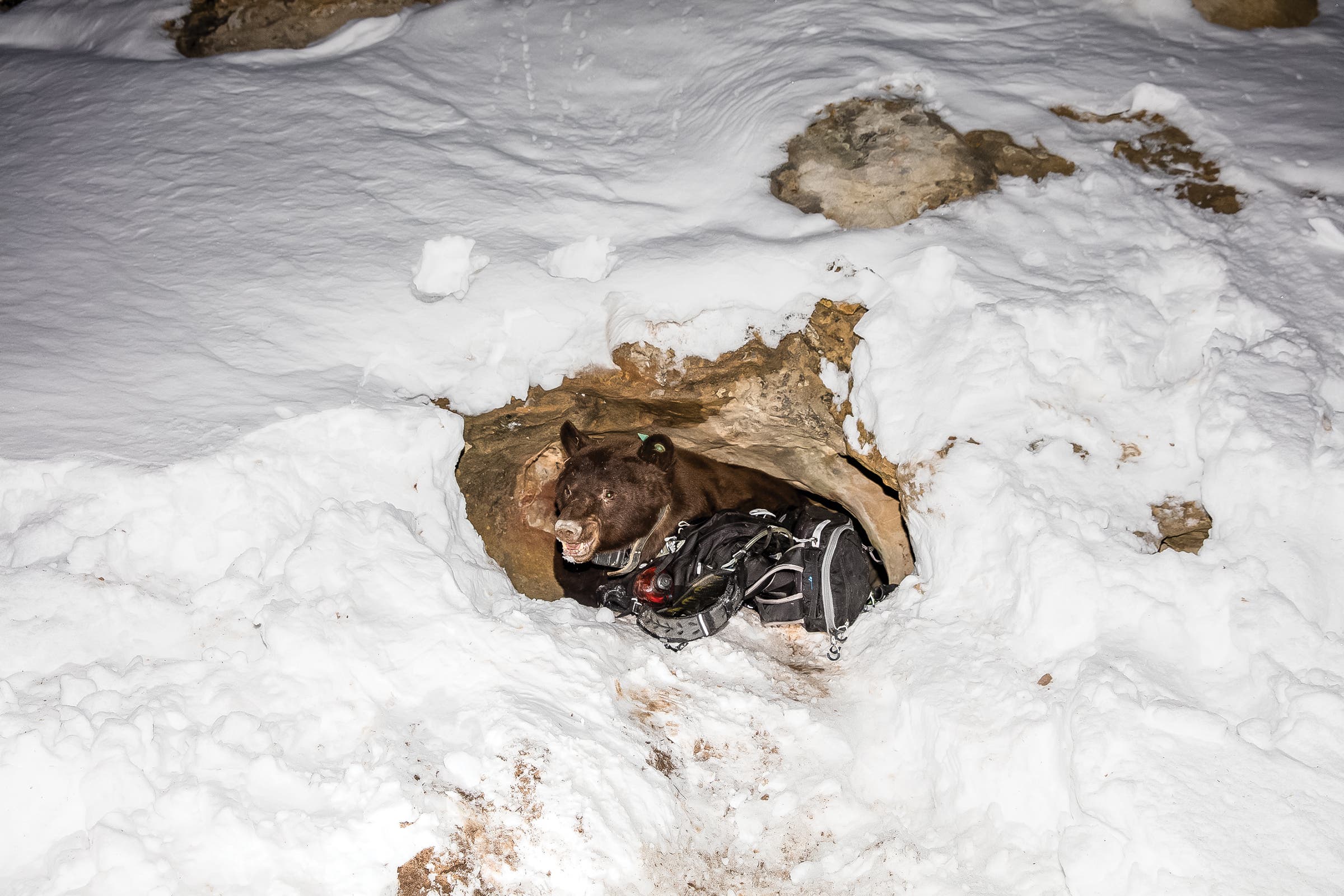 Image of person trying to put a collar on a bear