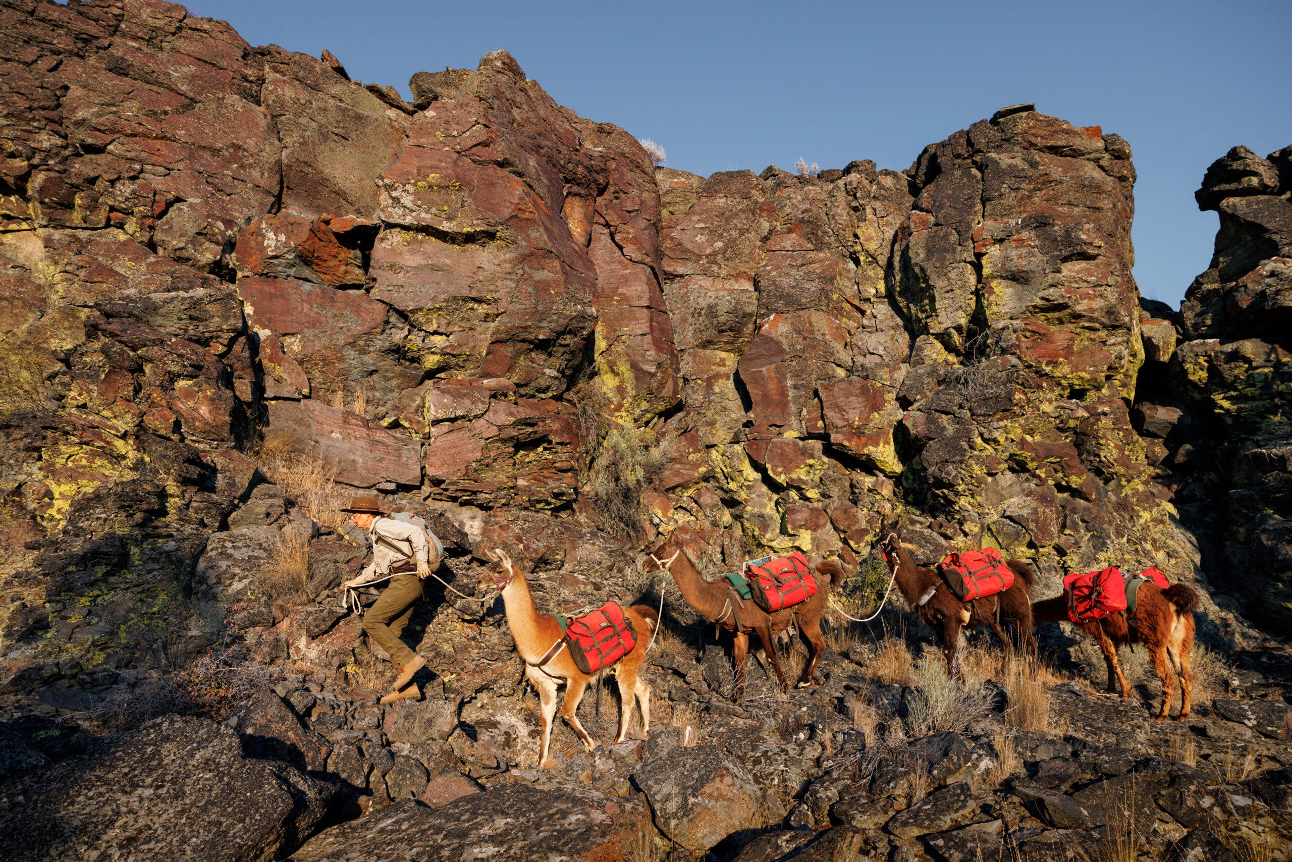 llama packing in oregon