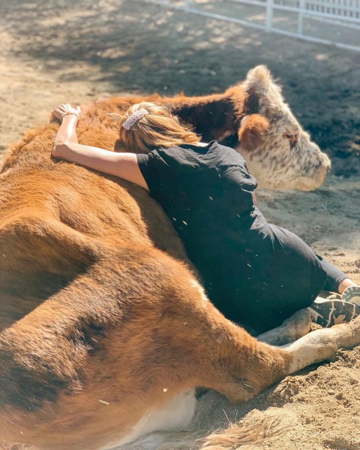 Cow hugging