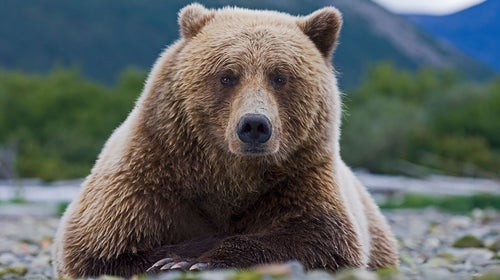An enormous grizzly bear stares at the camera