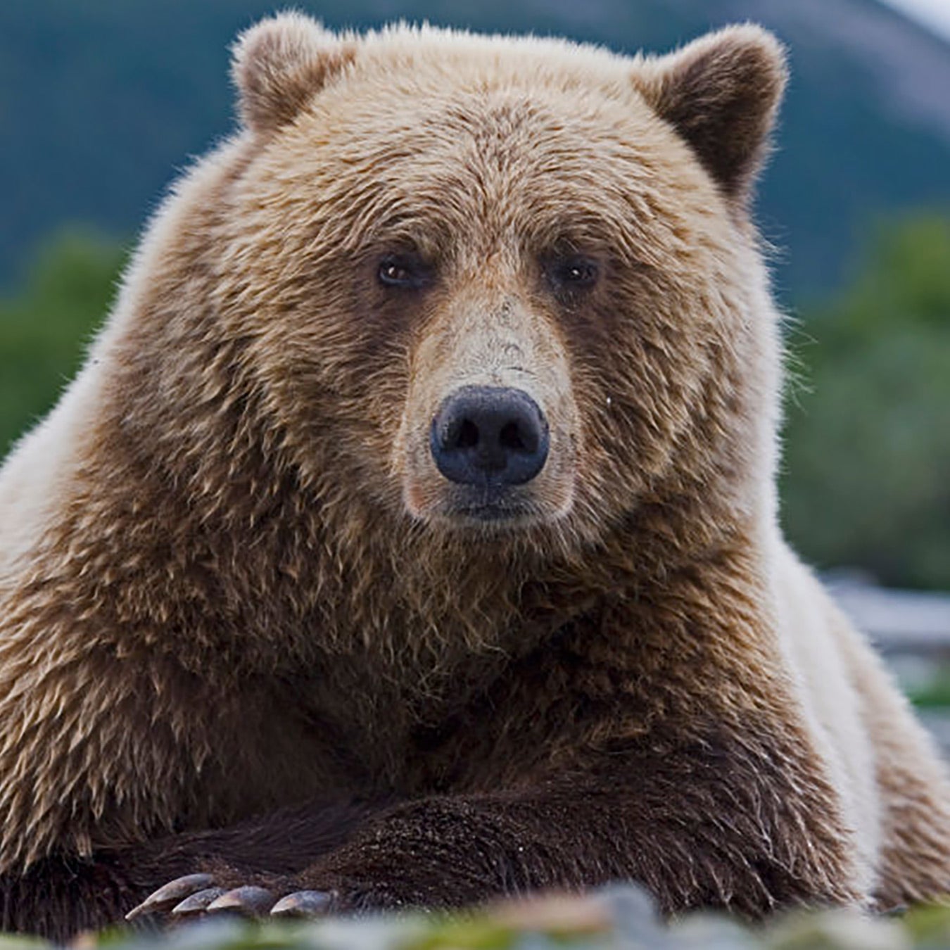 Grizzly Bear  Saint Louis Zoo