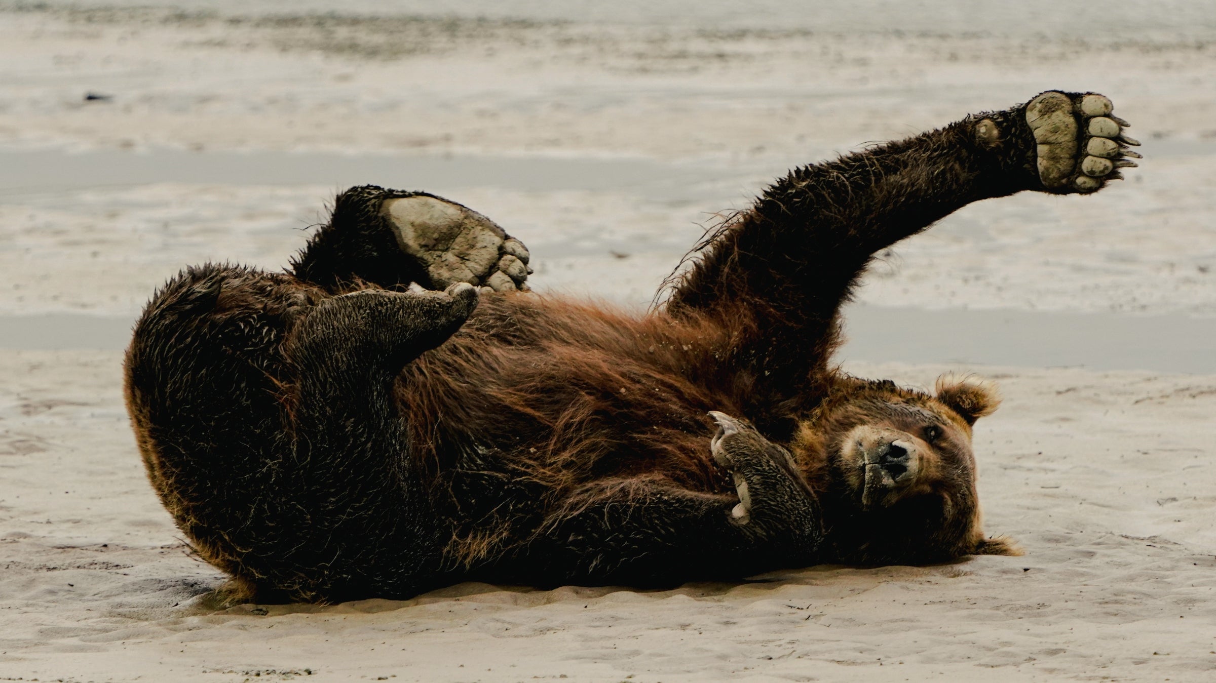 Yoga Vest | Bear the Paw