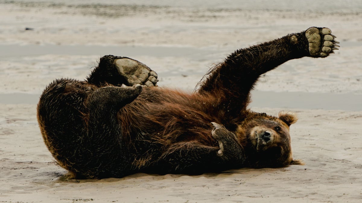You Can Be a Bear Guide, Too鈥擨f You Can Handle the Heat