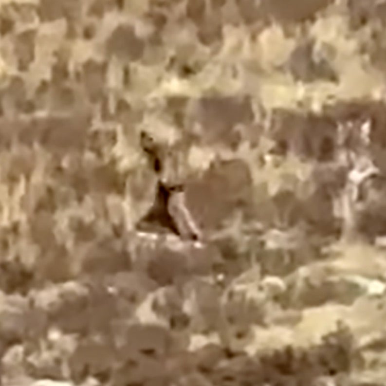 Creature resembling Bigfoot caught on camera walking across