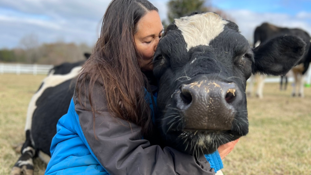 Feeling Anxious? Hug a Cow—It Might Help.
