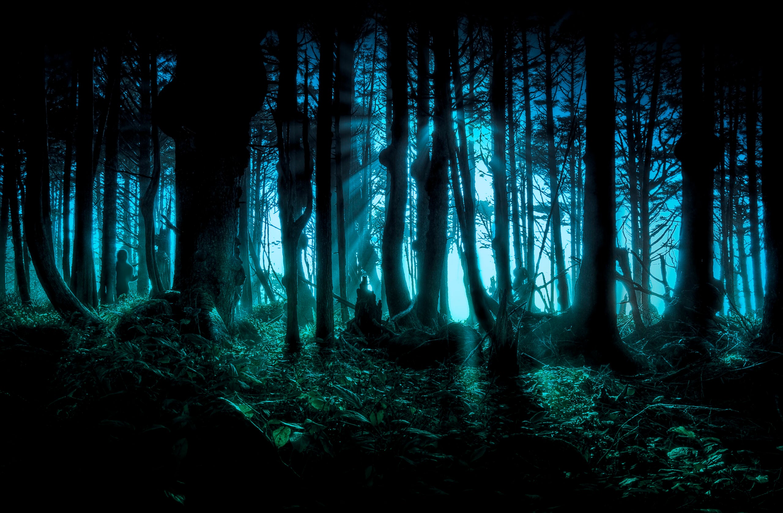 Eerie, mystical twilight forest, with light beams filtering through the misty trees. Lush, dense rain forest in Olympic National Park in Washington. Magical blue and green light, with sun rays beaming between trees.