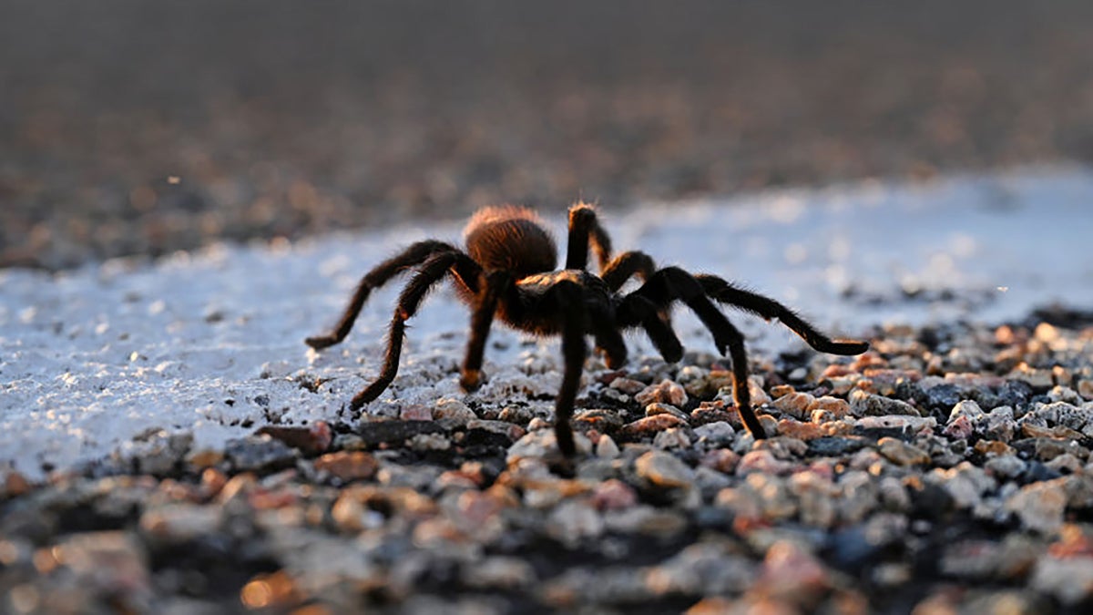 A Tarantula Caused a Traffic Accident in Death Valley