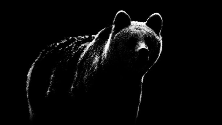 Brown bear
