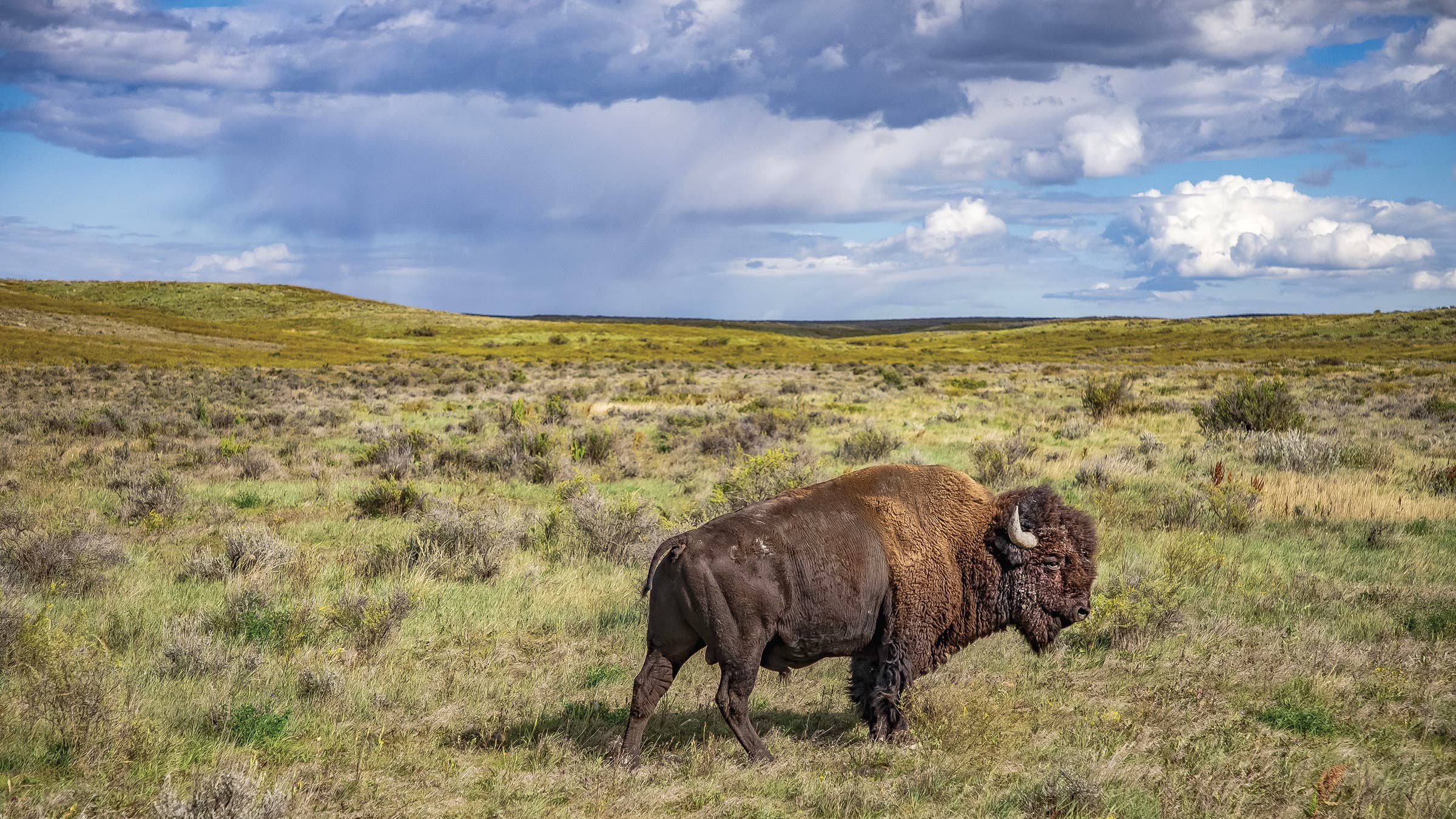 A Bison bison in Montana