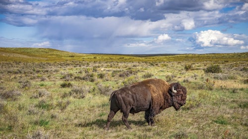 A Bison bison in Montana