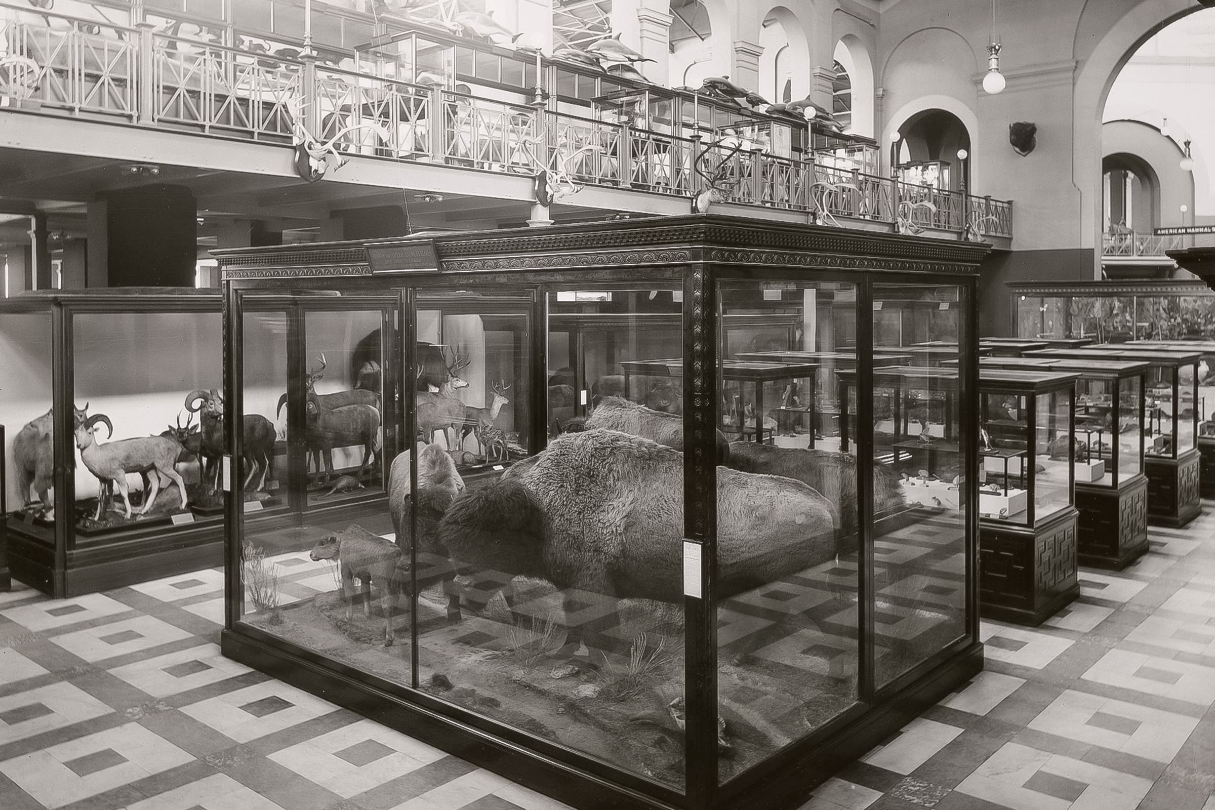 William T. Hornaday’s bison exhibit at the Smithsonian in 1902