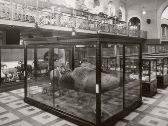 William T. Hornaday’s bison exhibit at the Smithsonian in 1902