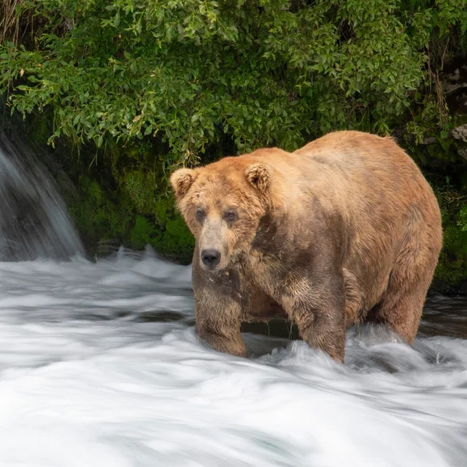 Otis, king of Fat Bear Week fishes for salmon.