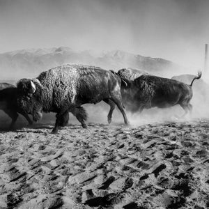 A herd of bison in Colorado belonging to the Nature Conservancy and managed by Ranchlands head back to the range.