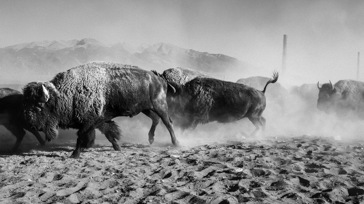The American Buffalo Documentary by Ken Burns Looks at the Slaughter—and Salvation—of Bison